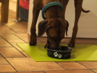 SanoZoo, die Napfunterlage XL! Öko-TEX - Made in Germany - Futtermatte für Hund & Katze, 70x120cm Grau