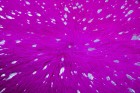 Teppich SchoenesWohnen24 Glam 410 Violett / Silber 2,00qm - 2,60qm